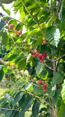 Coffee tree