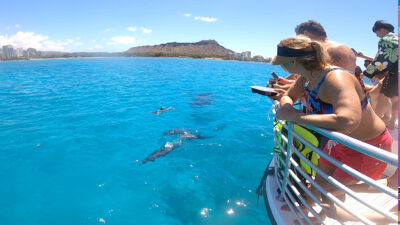 dolphin turtle snorkel