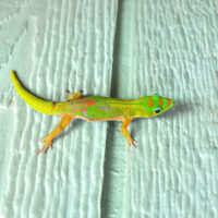 gecko