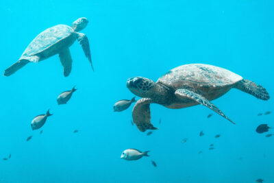 green sea turtle