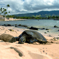 Hawaiian turtle